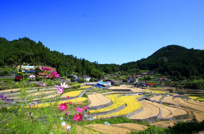 Ini Tanada (Hiroshima): Ini has more than 320 terraced rice paddies. The oldest stone terrace dates back about 500 years. Using only pure natural water from mountain valleys, Ini Tanada's rice is particularly favored for its rich fragrance and taste. The town regularly holds a rice planting event on its terraces to pass on traditional farming methods.