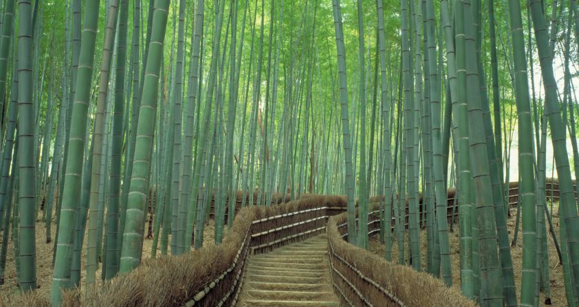 Sagano (Kyoto): Considered one of the world's most beautiful forests, it's not just tranquil visually but also aurally. The bamboo grove is beloved for its distinct rustling sound, so much that Japan's Ministry of Environment included the Sagano Bamboo Forest on its list of "100 Soundscapes of Japan." The towering green stalks creak eerily while leaves rustle in the sway of the wind.