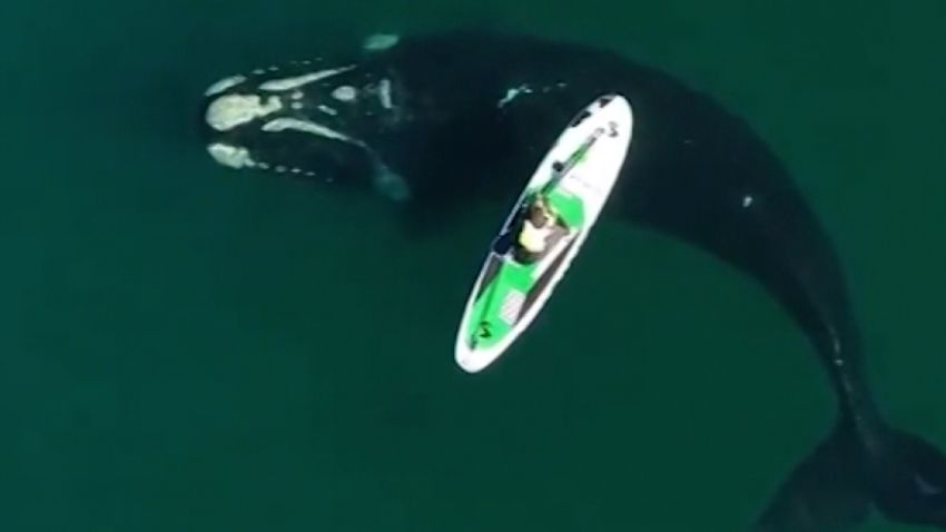 Whale Approaches Paddleboarder 2