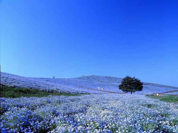 Hitachi Seaside Park (Ibaraki): Also known as "baby blue eyes," more than 4 million nemophilas bloom from late April to May in Hitachi Seaside Park, the public park on Miharashi Hill. The Nemophila Harmony is the highlight of park's flowering events. The 190-hectare park constantly changes color with the seasons. During the transition into fall, puffy kochia shrubs turn from vibrant green to fiery red.