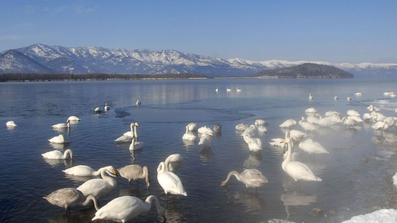 Lake Kussharo (Hokkaido): Some 300 whooper swans migrate to Lake Kussharo every winter. Geothermal springs prevent ice from forming along its sandy shores despite most of the water surface freezing. Reported sightings of a lake monster, dubbed Kusshii by the media, since 1973 earned Kussharo a reputation as Japan's Loch Ness.