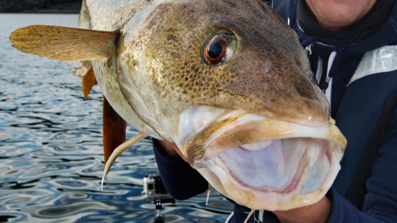 The delicacy known as cod tongue is actually the underside of the cod chin. A popular way of serving them is to toss in seasoned flour and then fry in butter. 