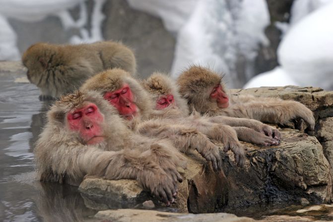 Jigokudani Monkey Park (Nagano): The steaming springs set in a snowy mountain may be scenic, but travelers come here to see something else -- the hot spring monkeys. Some 200 Japanese macaque monkeys live in Jigokudani -- which translates to "hell valley" -- where the rough cliffs and onsens are covered in snow for a third of the year. The monkeys bathe at the main onsen of the park in winter without a care for observers. Anyone jealous of the monkey's lazy ways can head over to Korakukan Ryokan for their own thermal soak.