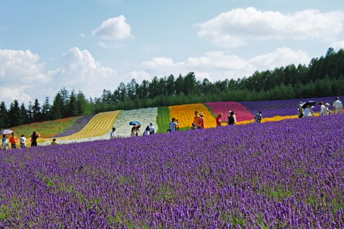 Lavender farm (Hokkaido): Farm Tomita has three lavender fields: Lavender East, Sakiwai Field and the Traditional Lavender Garden. Sakiwai Field, meaning "happiness field," has four types of lavender growing in rows, creating a gradient of purple with the rainbow colors of Autumn Field, Spring Field and Hanabito Field as background. Still not enough lavender? Try the farm's lavender ice cream.