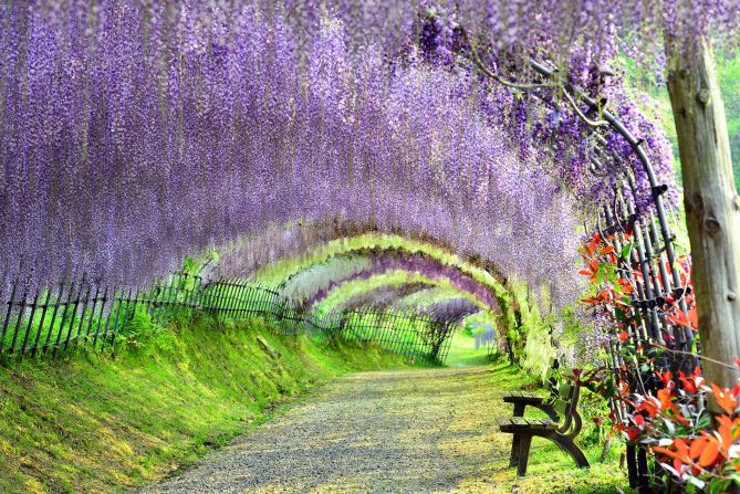 Kawachi Fuji Garden (Fukuoka): This fragrant wisteria tunnel is the most stunning display at the Kawachi Fuji Garden. With flowering vines overhead, the walkway is said to inspire a zen-like calm in visitors. The garden displays about 150 wisteria plants of 20 different species. It hosts the annual Wisteria Festival at the end of April, when the flowers are in full bloom.