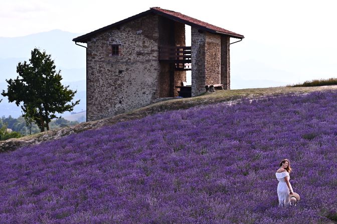 Italy: A woman stands in a lavender field in June 2021 in Sale San Giovanni, northwest Italy. Find out about current travel restrictions and the Covid situation in our Italy guide. 