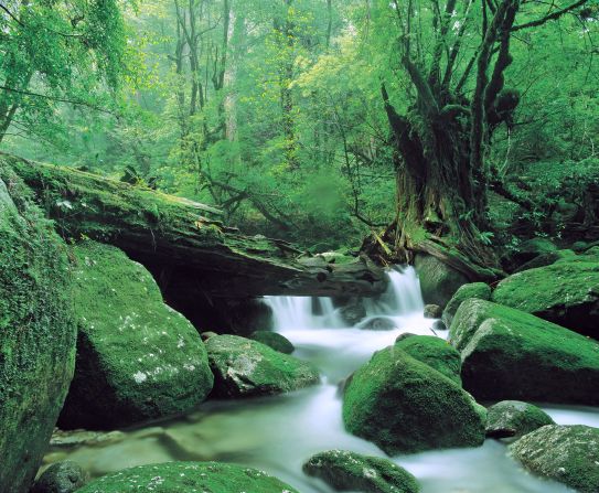 Shiratani Unsuikyo Gorge (Kagoshima): Hayao Miyazaki fans will find this forest familiar. Shiratani Unsuikyo Gorge inspires Studio Ghibli's fantasy animation "Princess Mononoke." The otherworldly nature park on Yakushima Island offers a network of maintained hiking trails along the ravine. From historic tracks built in the Edo period to developed footpaths paved in stone and wood, the circuits range from one to five hours long, varying in difficulty.