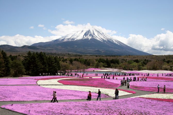 Fuji Shibazakura Festival, (Yamanashi): With Mount Fuji in the background, some 800,000 stalks of shibazakura or "moss phlox" cover 2.4 hectares of land in a carpet of pink, white and purple. Thousands travel to the Fuji Five Lakes area for the festival celebrating the flower's first bloom.